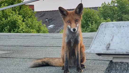 Ein junger Fuchs auf einem Dach in Charlottenburg. (Foto: Polizei Berlin/dpa)