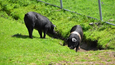 Diese Schweine haben sogar einen Bach zur Abkühlung in ihrem Gehege. Das ist aber nicht überall so, wie sich auf dem Schweinegesundheitstag in Triesdorf herausstellte. (Foto: Fritz Arnold)
