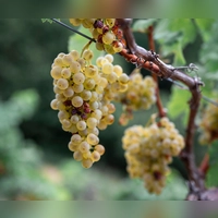 Franken ist laut dem Verband mit gut 6.200 Hektar Rebfläche das größte Weinanbaugebiet in Bayern. (Foto: Daniel Vogl/dpa)