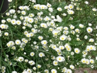 Letzter Sommergruß  (Foto: Ingrid Barth)
