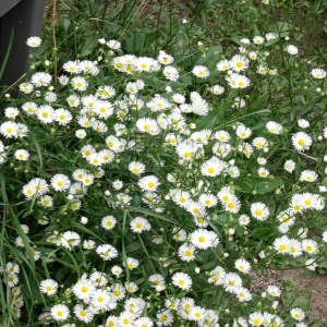 Letzter Sommergruß  (Foto: Ingrid Barth)