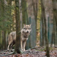Mit gemischten Gefühlen starten die bayerischen Älpler in die Saison. Sie fürchten Wolfsrisse auf den Alpen und Almen. (Archivbild) (Foto: Klaus-Dietmar Gabbert/ZB/dpa)