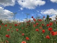 Rote Blüte - gesehen bei Stettberg (Foto: Renate Lindner)
