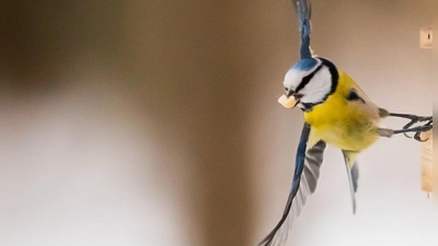 Selbstgemachtes Vogelfutter bietet Wintervögeln nahrhafte Energie und sind ein tolles Bastelprojekt für die Adventszeit. (Foto: Christoph Soeder/dpa/dpa-tmn)