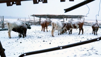 Die Mongolei wurde von einem extremen Wintereinbruch heimgesucht, dem mehr als 1,5 Millionen Nutztiere zum Opfer fielen (Archivbild). (Foto: Davaanyam Delgerjargal/dpa)