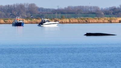 Über Tage hat der festsitzende Wal Deutschland beschäftigt. (Foto: Marcus Golejewski/dpa)