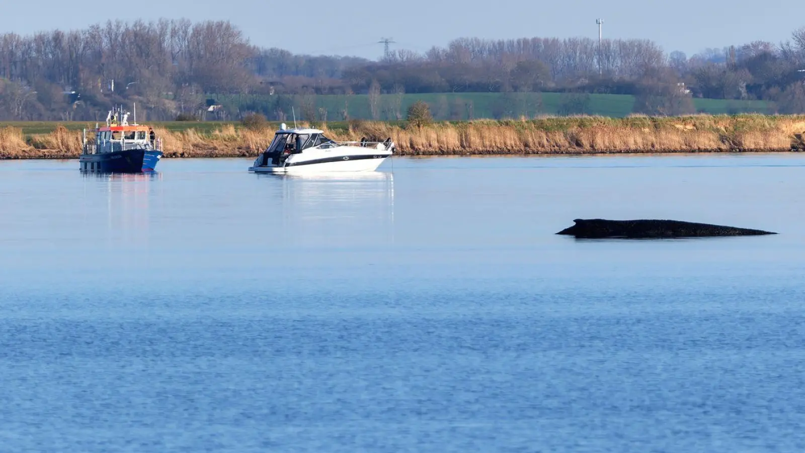 Über Tage hat der festsitzende Wal Deutschland beschäftigt. (Foto: Marcus Golejewski/dpa)