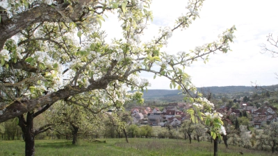 Antworten bei Fragen rund um das heimische Streuobst finden sich künftig im BERNATURA Burgbernheim.  (Foto: Hans-Bernd Glanz)