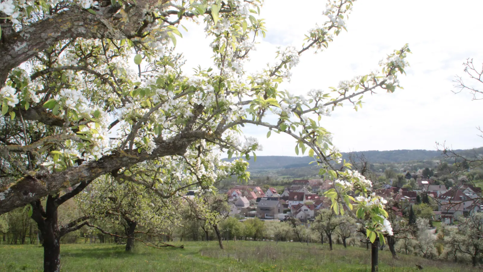 Antworten bei Fragen rund um das heimische Streuobst finden sich künftig im BERNATURA Burgbernheim.  (Foto: Hans-Bernd Glanz)