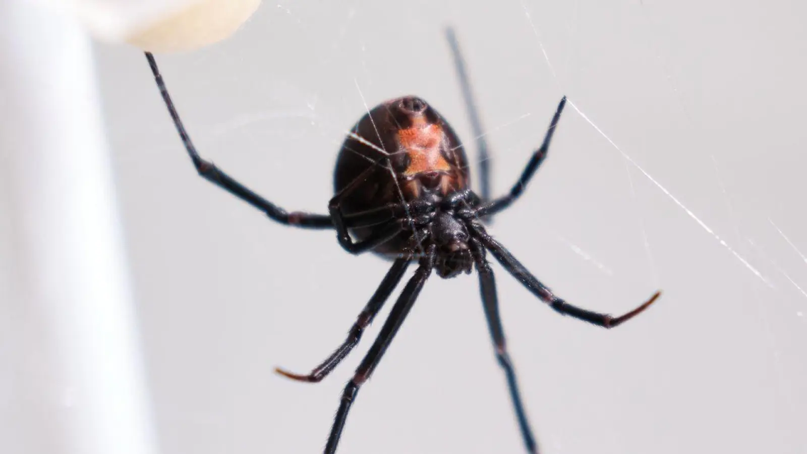 Die Männchen der Rotrückenspinne haben einen sportlichen Trick, um die Paarung mit der auch „Schwarze Witwe” bezeichneten Spinne zu überleben.  (Foto: Miriam Scriba/UHH/dpa)