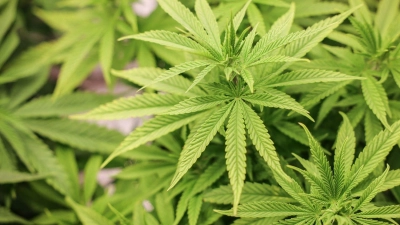 Cannabispflanzen stehen in einem Aufzuchtszelt unter künstlicher Beleuchtung. (Foto: Christian Charisius/dpa/Symbolbild)