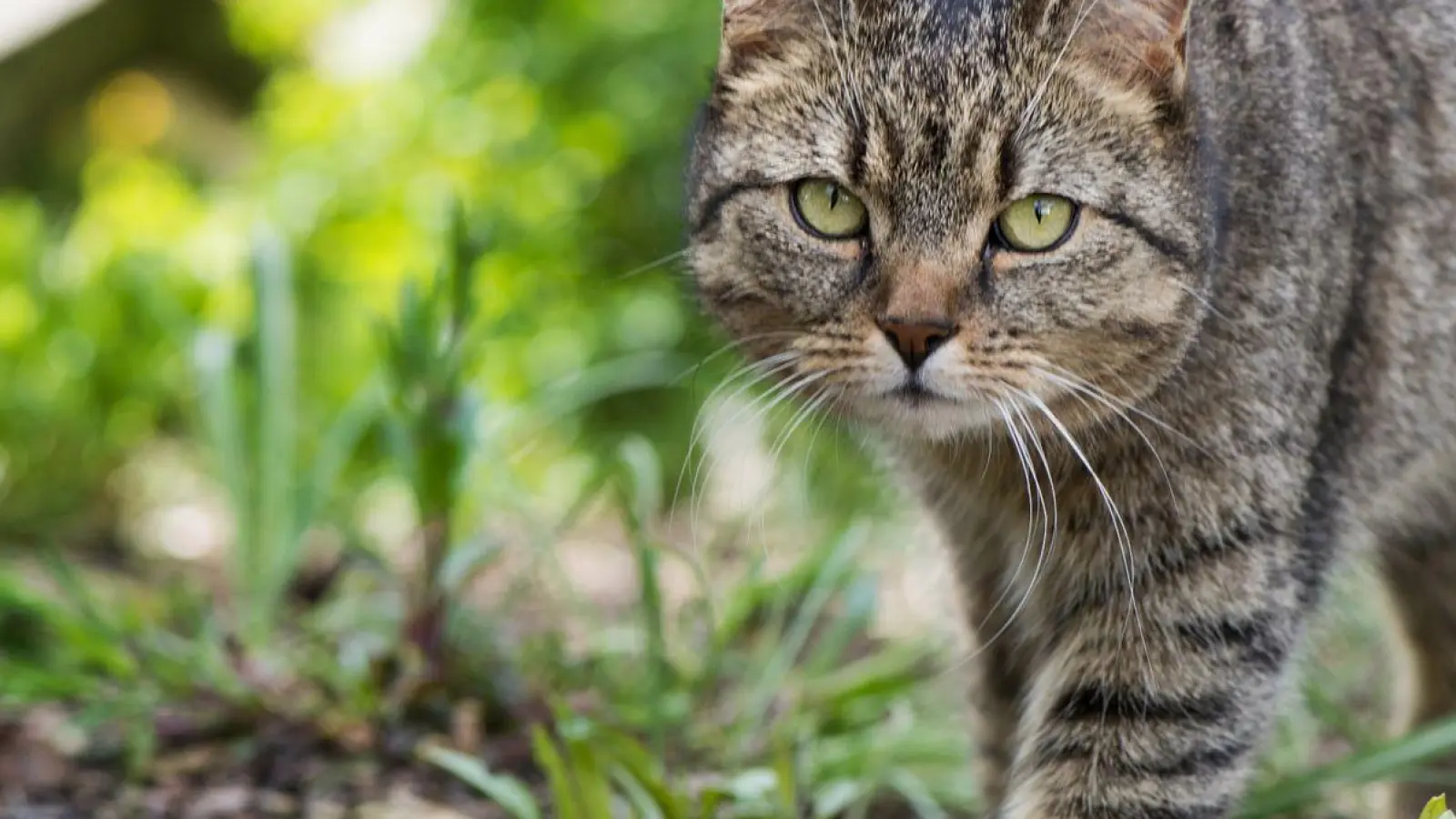 Freigänger-Katzen können im Frühling zur Gefahr für flügge werdende Jungvögel werden. (Foto: Franziska Gabbert/dpa-tmn/dpa)