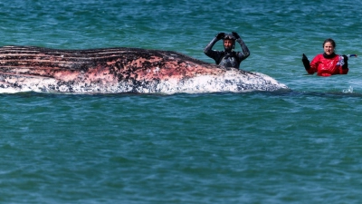 Der Buckelwal vor der dänischen Insel Anholt wurde anhand eines gefundenen Senders identifiziert. (Archivbild) (Foto: Marcus Golejewski/dpa)
