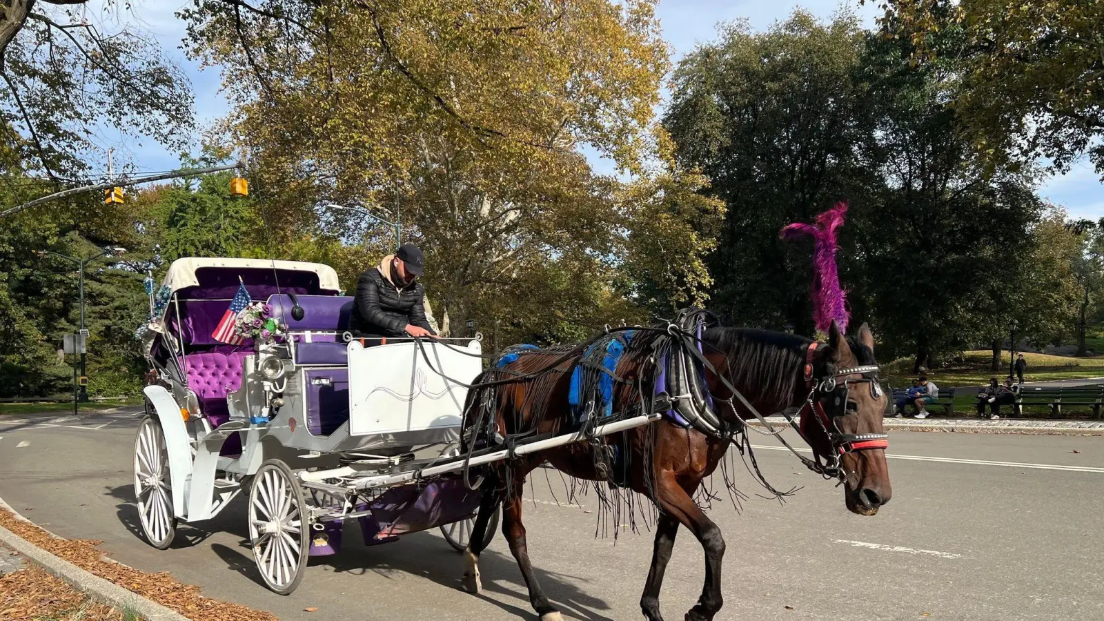 In New York können Touristen bald nicht mehr mit Pferdekutschen durch den Central Park fahren.  (Foto: Christina Horsten/dpa)