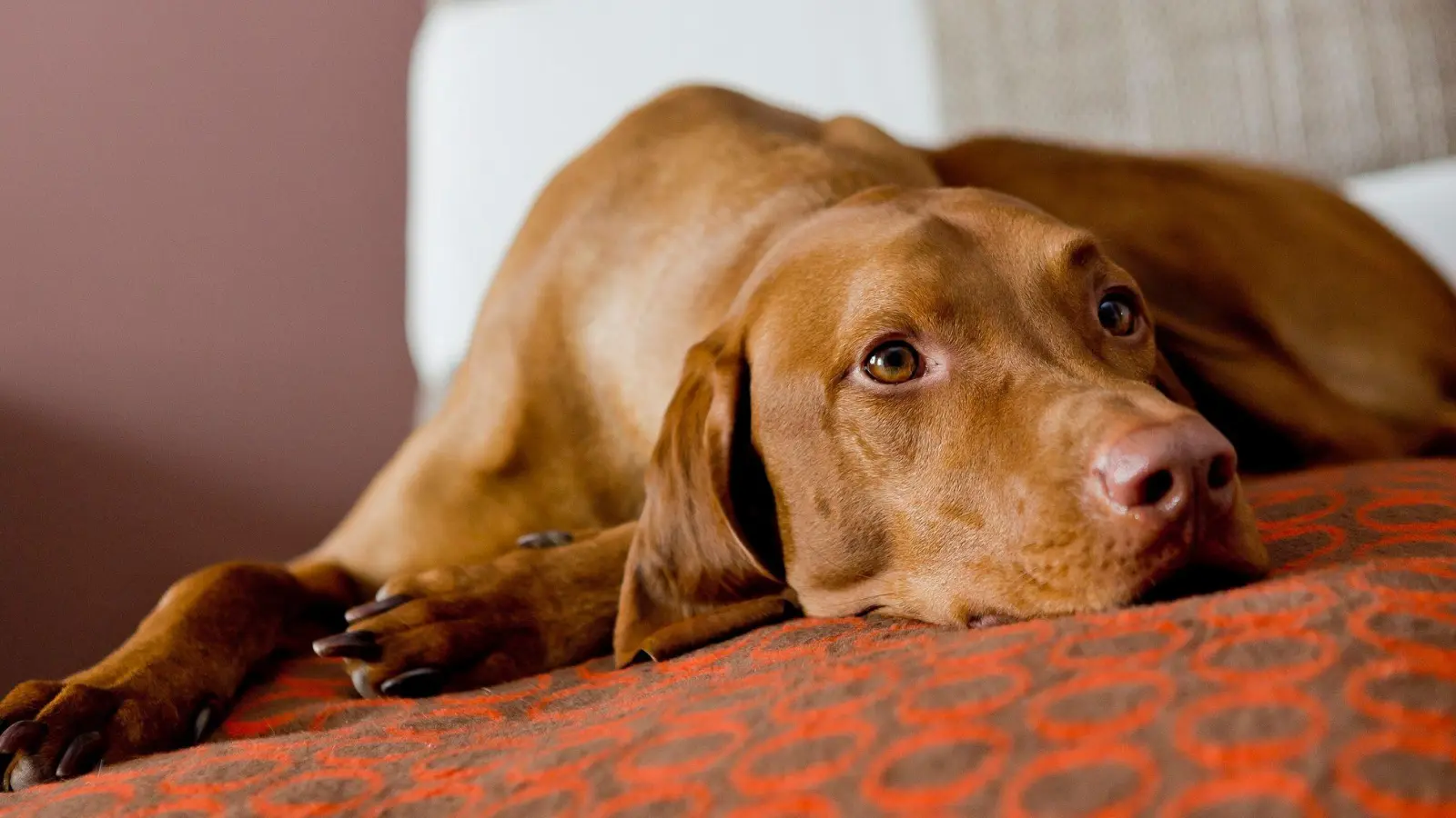 Hunde brauchen an heißen Tagen kühle Rückzugsorte. (Foto: Monique Wüstenhagen/dpa-tmn)