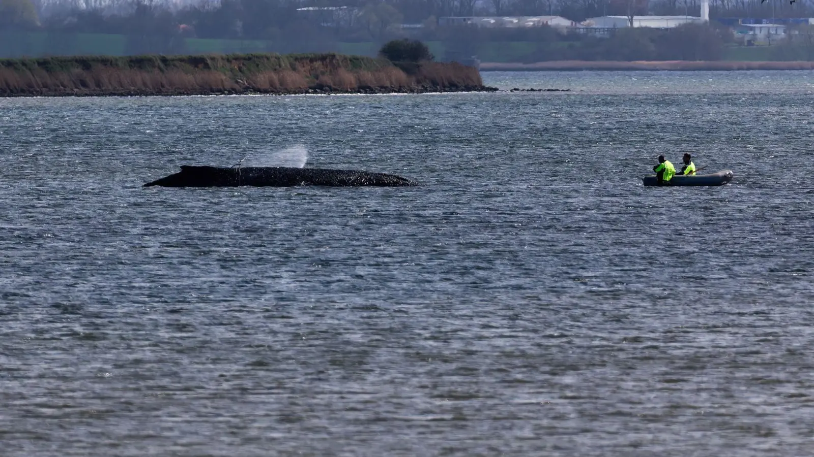 Einsatzkräfte der Feuerwehr benetzen den Rücken des Wals, der aus dem Wasser ragt.  (Foto: Marcus Golejewski/dpa)