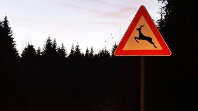 Ein Wildunfall kann selbst bei nicht angepasster Geschwindigkeit als unabwendbar gelten. (Foto: Jan Woitas/dpa/dpa-tmn)