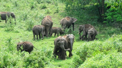 Eine Herde wilder Elefanten grast im südindischen Bundesstaat Kerala: Ein Tier machte hier immer wieder Probleme. (Foto: Anup K. Venu/AP/dpa)