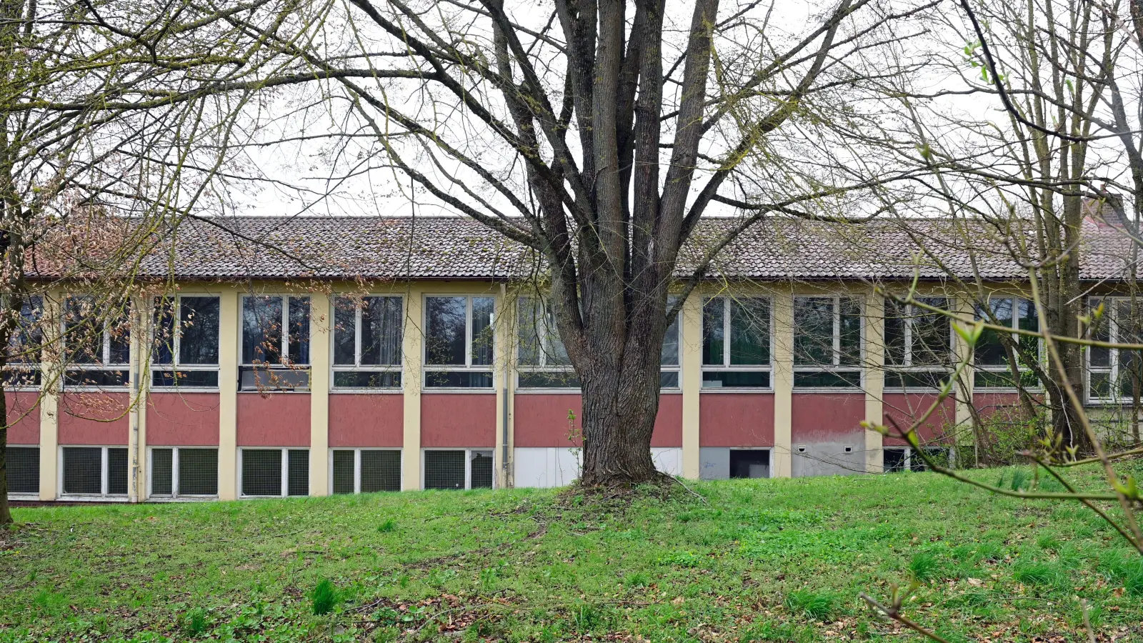Die über 100 Jahre alte Flatterulme hinter dem Schulhaus genießt Bestandsschutz. Darauf muss sich ein möglicher Investor einlassen. (Archivbild: Jim Albright)
