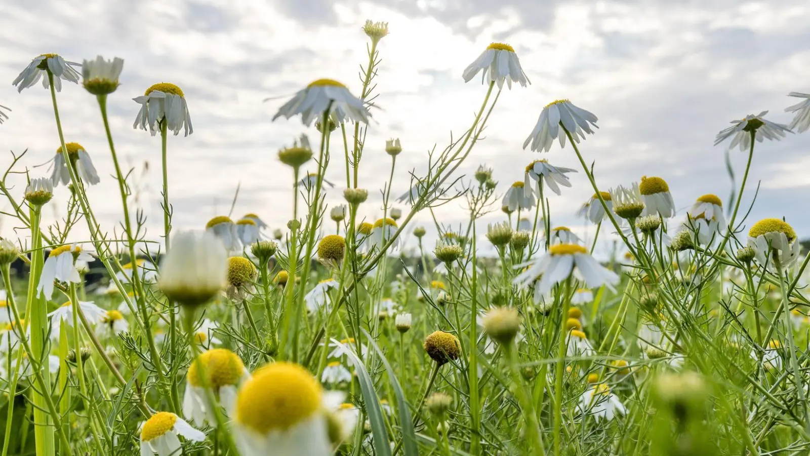 Wolken gibt es in den kommenden Tagen zwar immer wieder mal, die Temperaturen steigen dennoch.  (Foto: Frank Hammerschmidt/dpa)