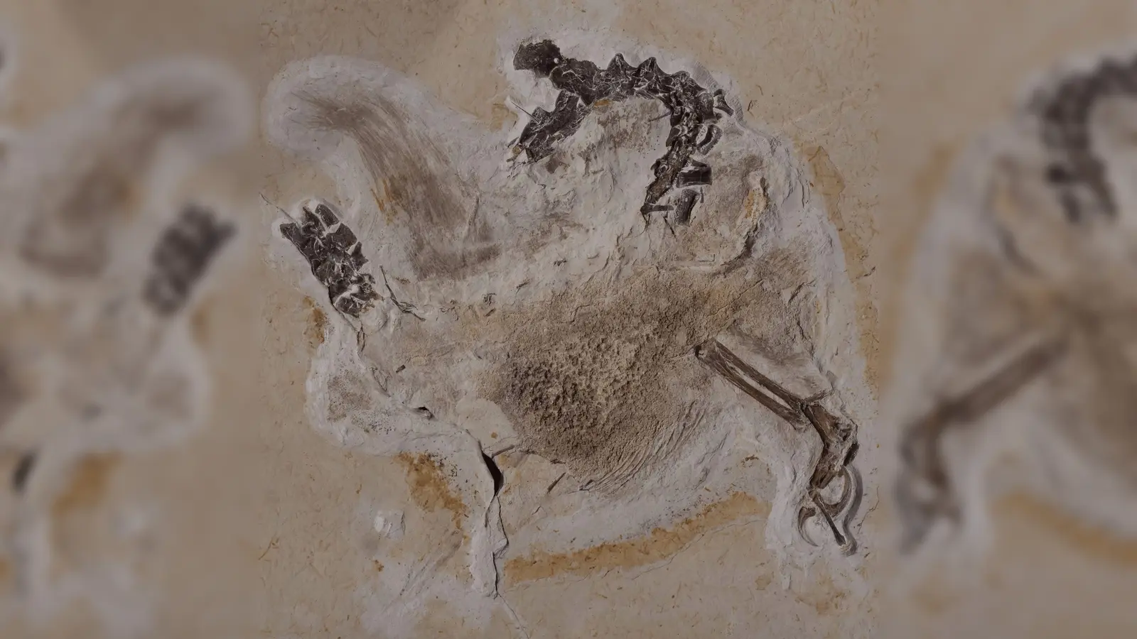 Das Fossil des Sauriers Ubirajara befindet sich im Naturkundemuseum in Karlsruhe, jetzt sollen die versteinerten Überreste an Brasilien zurückerstattet werden. (Foto: Staatliches Museum für Naturkunde Karlsruhe/dpa)