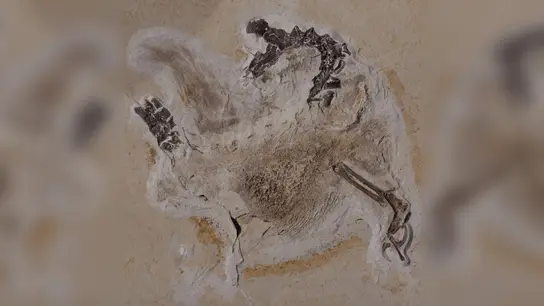 Das Fossil des Sauriers Ubirajara befindet sich im Naturkundemuseum in Karlsruhe, jetzt sollen die versteinerten Überreste an Brasilien zurückerstattet werden. (Foto: Staatliches Museum für Naturkunde Karlsruhe/dpa)