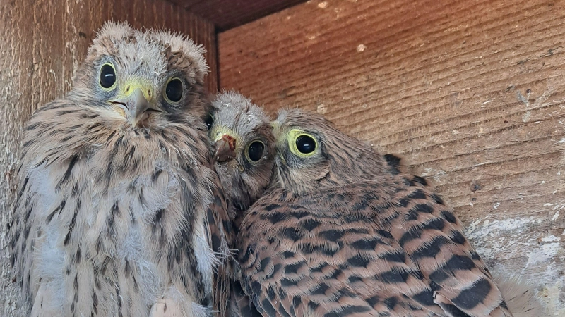 Bis die Jungtiere in der Luitpoldschule schlüpfen, dauert es noch etwas. Die Brutzeit beträgt bei Turmfalken zwischen 27 und 29 Tagen. (Symbolbild: Alexander Biernoth)