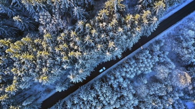 Raureif auf Nadelwald (Foto: Karl-Josef Hildenbrand/dpa)
