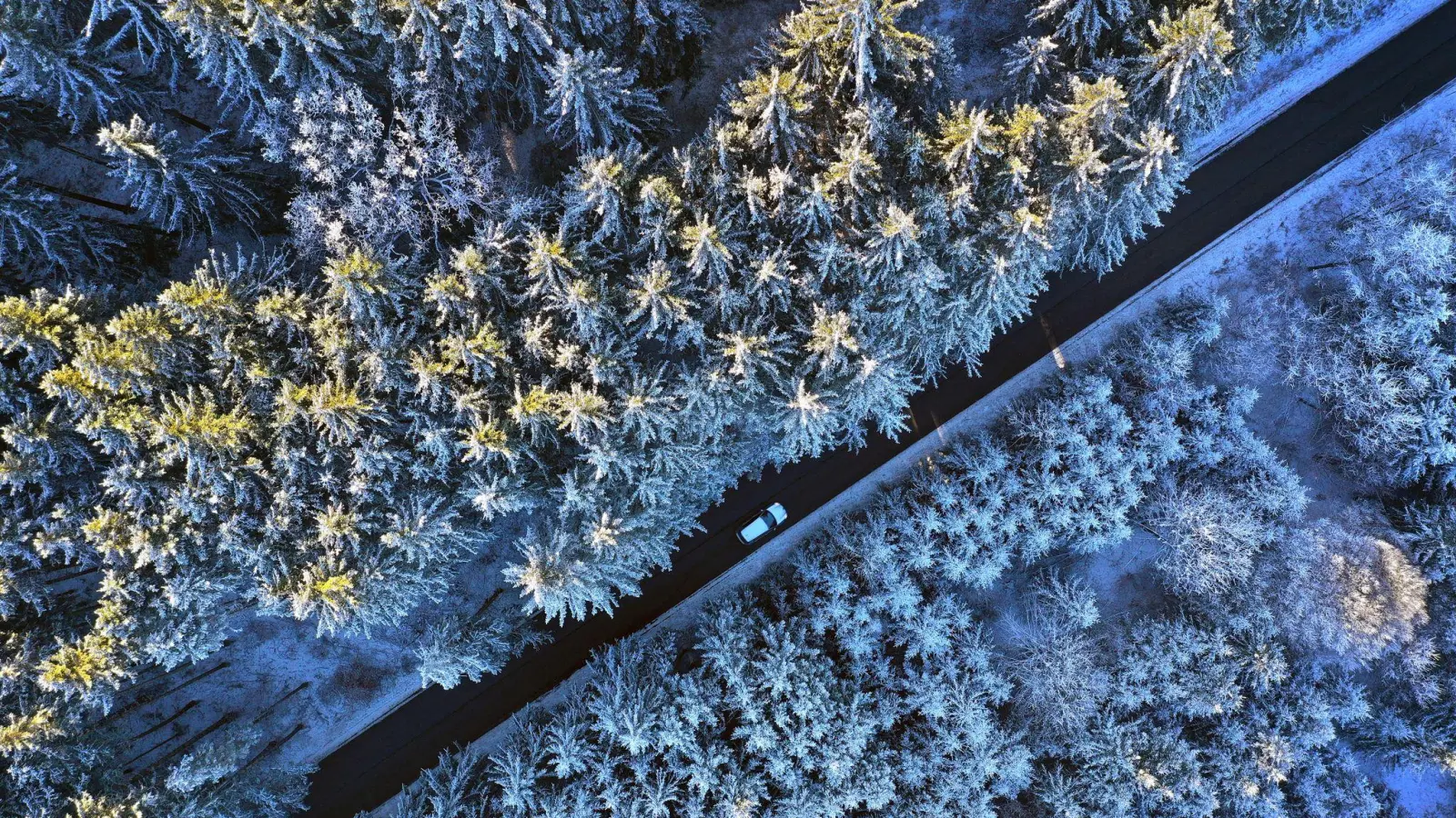 Raureif auf Nadelwald (Foto: Karl-Josef Hildenbrand/dpa)