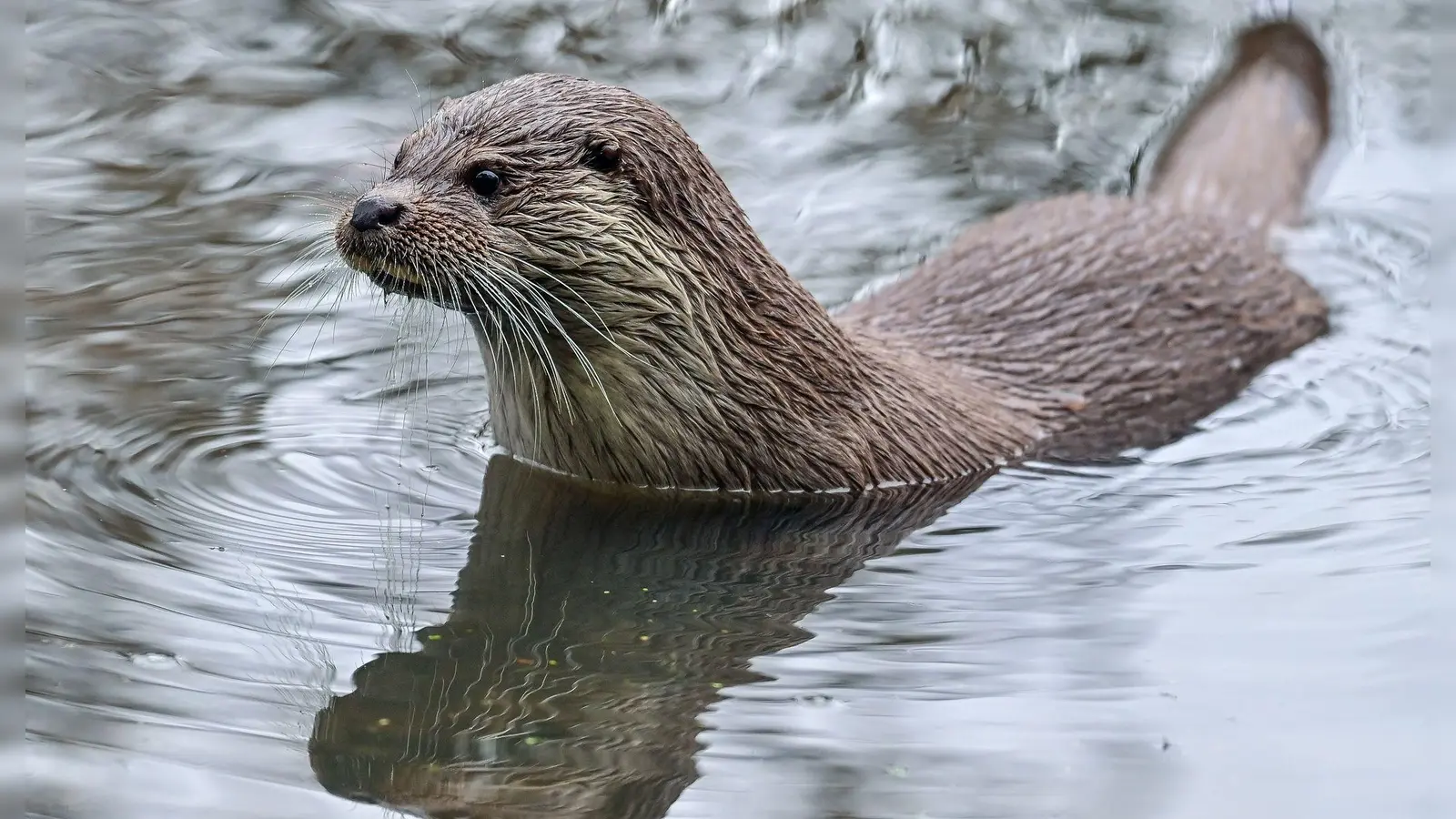 In Bayern wird immer wieder gerichtlich um den Fischotter gestritten. (Archivbild) (Foto: Patrick Pleul/dpa-Zentralbild/dpa)