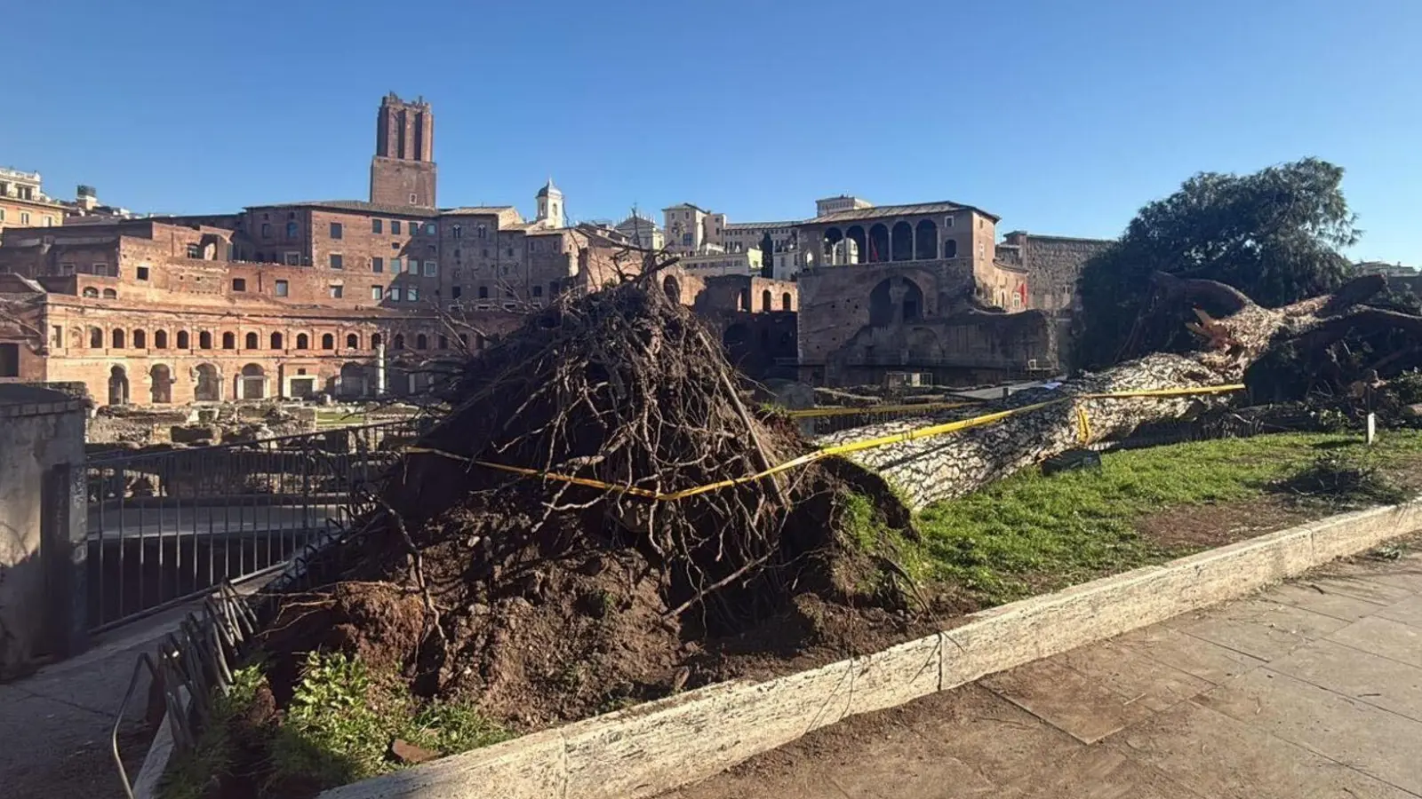 Nach Unwettern sind innerhalb eines Monats drei solcher Bäume mitten auf der berühmten Via dei Fori Imperiali umgestürzt - sie zählt zu den beliebtesten Straßen zum Flanieren und vor allem die zahlreichen Rom-Touristen nutzen sie.  (Foto: Dipartimento Ambiente Roma/dpa)