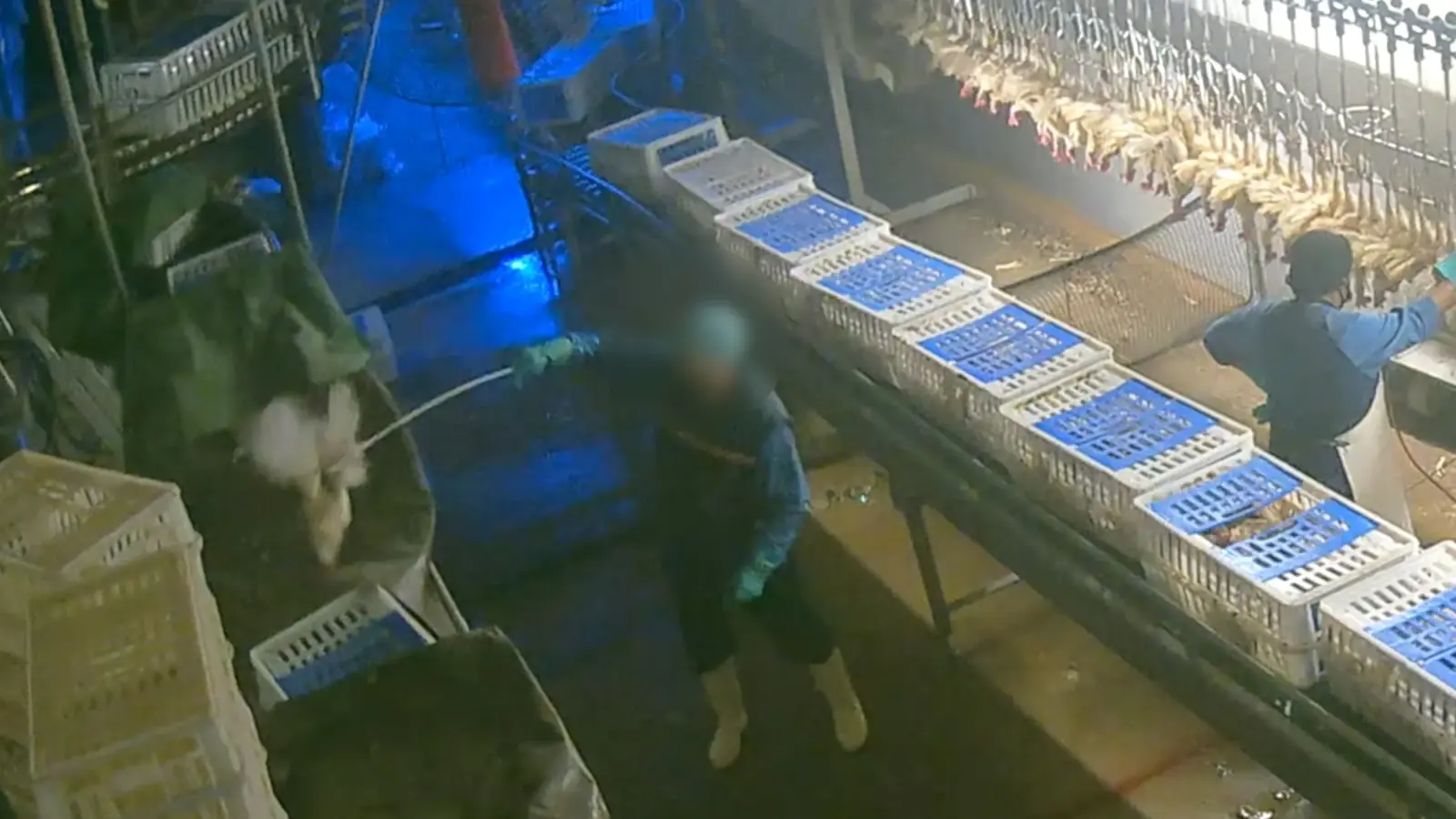 Nach den jüngsten Vorwürfen der Tierquälerei hat der betroffene Hennen-Schlachthof in Wassertrüdingen Mitarbeiter entlassen. (Foto: Aninova e.V.)