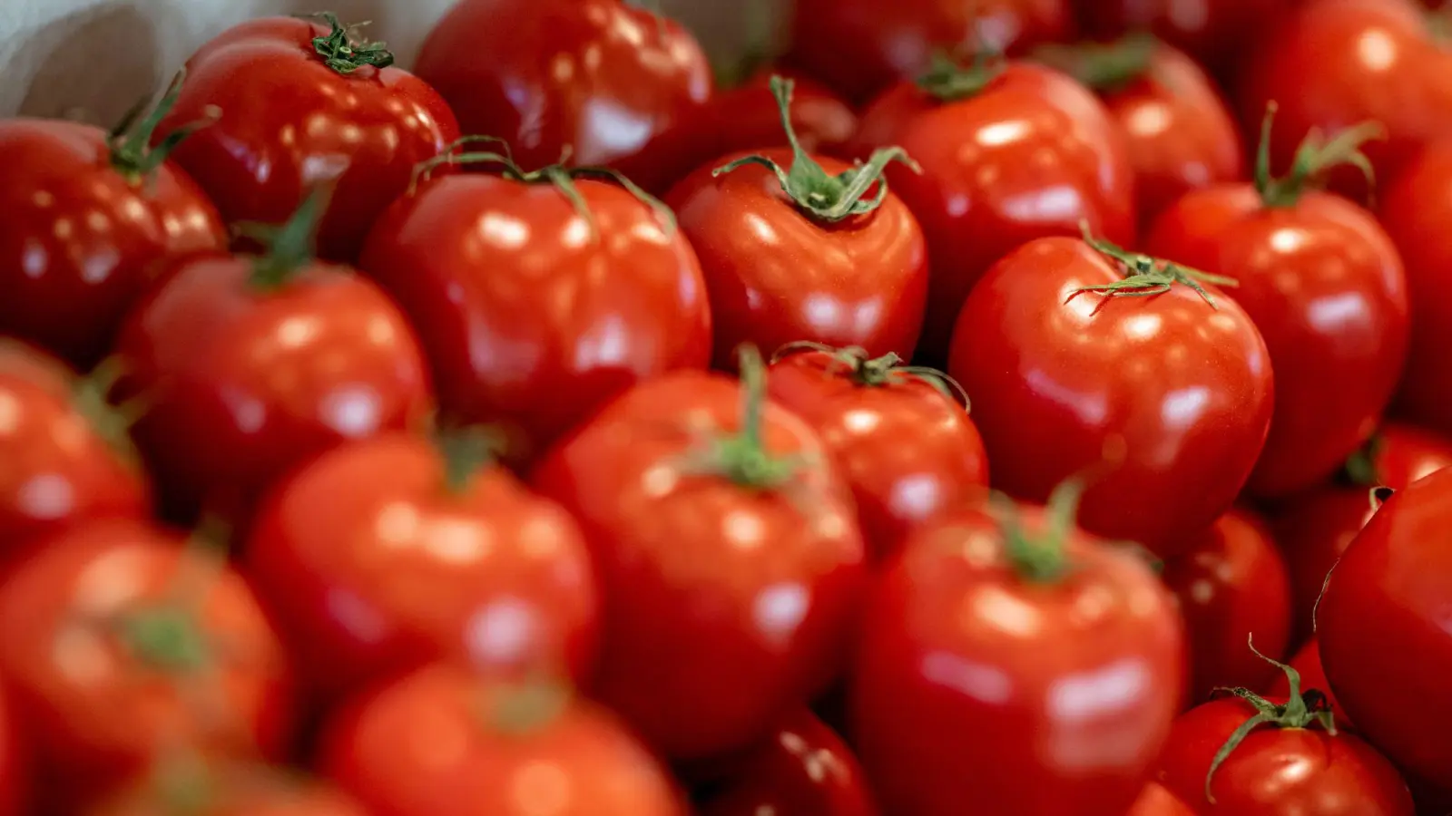 Tomaten sind nach Angaben des Bundesinformationszentrums Landwirtschaft das beliebteste Gemüse in Deutschland. (Foto: Fabian Sommer/dpa)