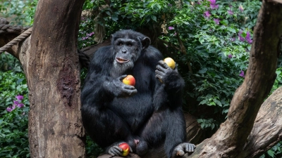 Ein Schimpanse sitzt in seinem Gehege eines Zoo und genießt frische Äpfel. (Foto: Friso Gentsch/dpa)