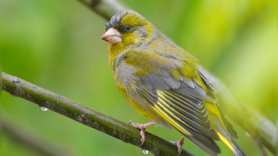 Er wurde nur selten beobachtet: der Grünfink (Archivbild) (Foto: Patrick Pleul/dpa-Zentralbild/dpa)
