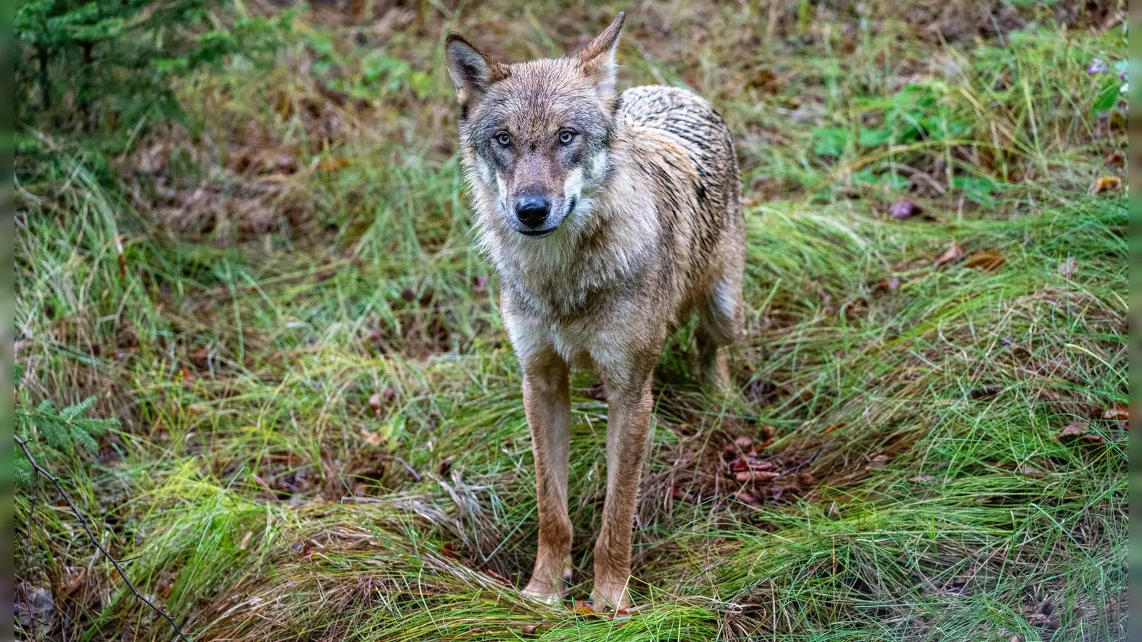 Ein Jungwolf - hier in einem Gehege des Nationalparkzentrums Falkenstein. (Symbolfoto) (Foto: Armin Weigel/dpa)