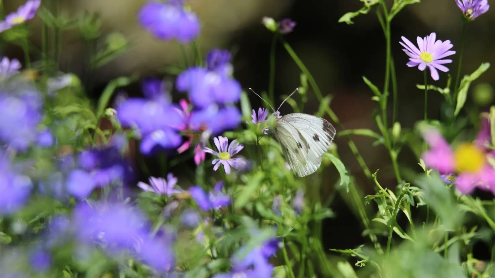 Sieht schön aus und unterstützt die Artenvielfalt: Schmetterlinge kommen gern zu Besuch auf der Blumenwiese. (Foto: Karl-Josef Hildenbrand/dpa-tmn)
