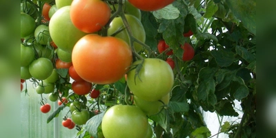 Geschützt vor Kälte und Nässe reifen Tomaten auch noch im Herbst, ohne von Krankheiten beeinträchtigt zu werden. (Foto: Peter Busch)