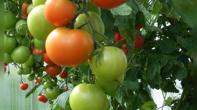 Geschützt vor Kälte und Nässe reifen Tomaten auch noch im Herbst, ohne von Krankheiten beeinträchtigt zu werden. (Foto: Peter Busch)