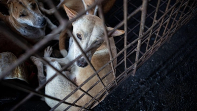Hunde werden von einem Rettungsteam aus einem Schlachthaus in Indonesien gerettet. (Foto: Muhammad Taufan/dpa)