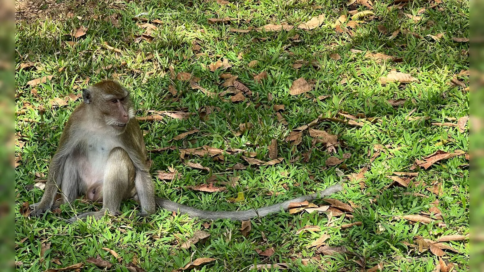Thailändische Behörden haben Dutzende Affen befreit. (Archivbild) (Foto: Carola Frentzen/dpa)