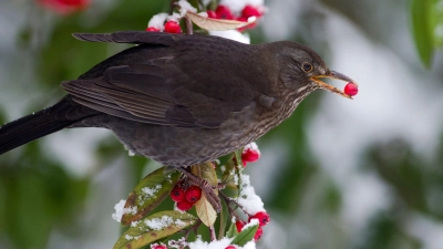 Zum Wegschnabulieren: Fruchttragende Pflanzen liefern Vögeln auch im Winter Energie. (Foto: Ronald Wittek/dpa/dpa-tmn)