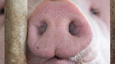 Das Agrarministerium hat für den „Tierwohlcent“ ein Konzept für eine Verbrauchssteuer auf Fleisch und Fleischprodukte erarbeitet. (Foto: Marijan Murat/dpa)