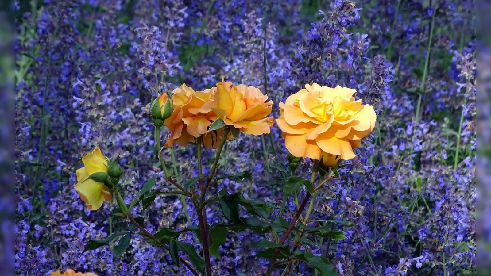 Katzenminze ist nur eine von vielen Stauden, die Rosen im Beet schön in Szene setzen. (Foto: Bettina Banse/GMH/dpa-tmn)