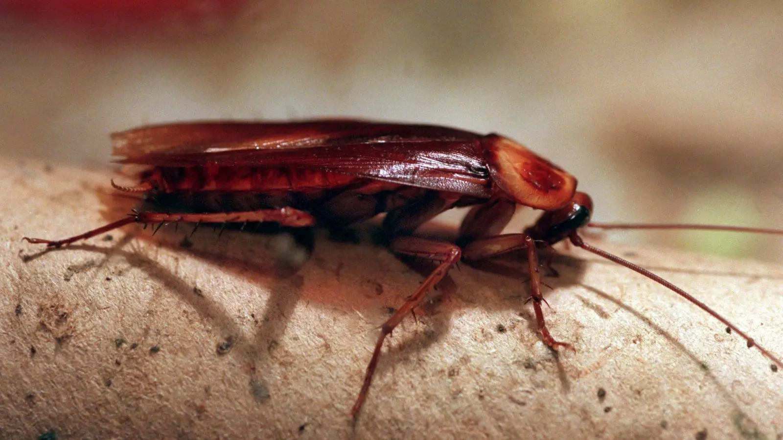 In Altenburg können Patenschaften für Kakerlaken übernommen werden. (Archivbild) (Foto: Stephanie Pilick/dpa)