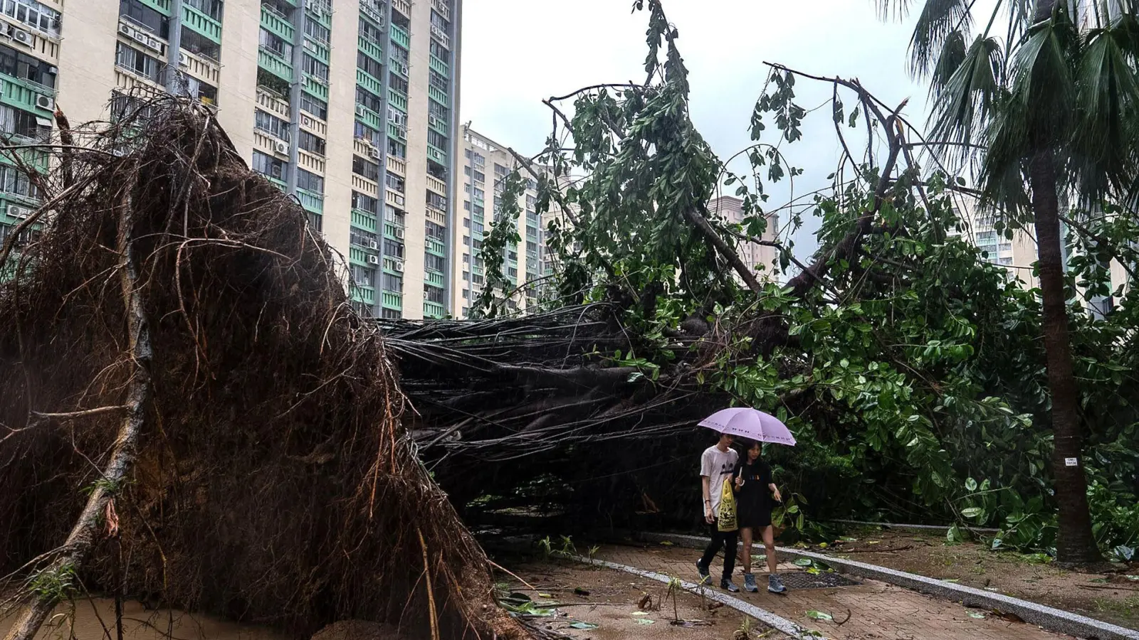 In Hongkong stürzten Hunderte Bäume um. (Foto: Chan Long Hei/AP/dpa)