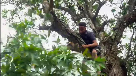 Ein Mann schneidet Äste von einem Baum, um Stromleitungen freizulegen, während er sich darauf vorbereitet, dass der tropische Wirbelsturm „Batsirai“ in Zentral-Madagaskar an Land gehen wird. (Foto: Uncredited/AP/dpa)