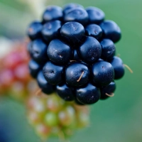 Die Eier des Fuchsbandwurms können an Beeren haften, allerdings kommt eine Infektion beim Menschen relativ selten vor. (Foto: Uwe Anspach/dpa/dpa-tmn)