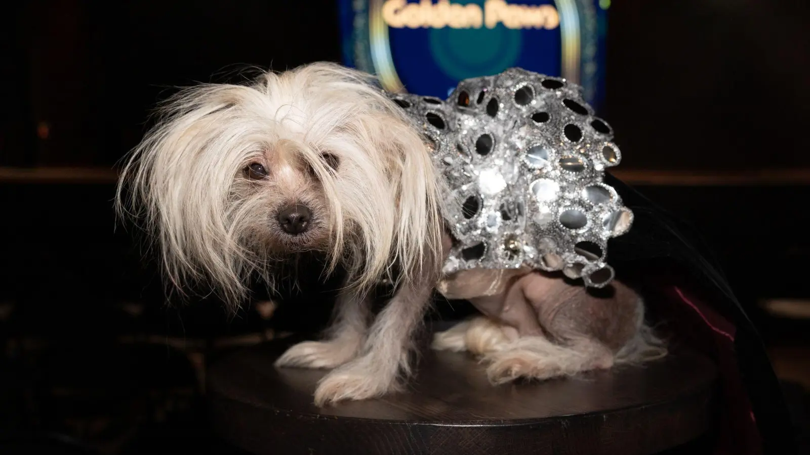 Golden Globes Mode für Hündchen Suki (Foto: CJ Rivera/Invision/AP/dpa)