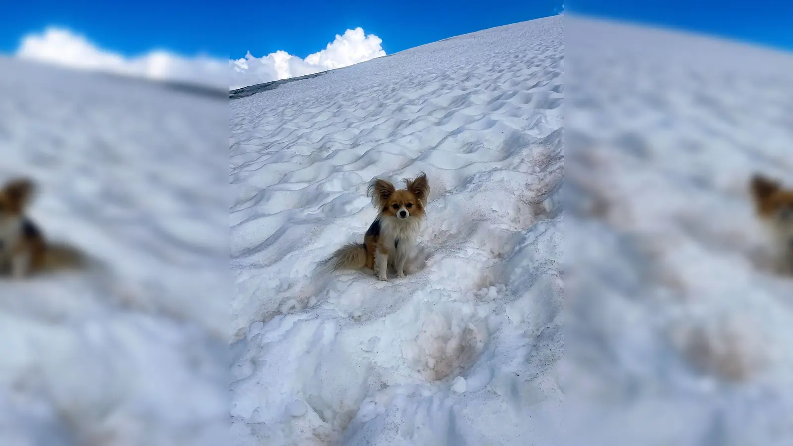 Ein Chihuahua hilft Rettern bei der Bergung seines Herrchens aus einer Gletscherspalte (Foto: --/Air Zermatt/dpa)